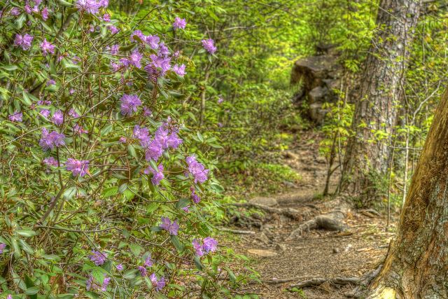 USA Eastern, Appalachian Trail, Appalachian Trail - rhododendrons on the trail, Walkopedia