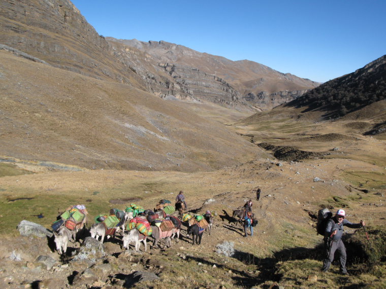 Peru North Huayhuash, Huayhuash Circuit, Burros overtake trekkers on the trail, Walkopedia