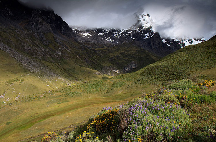 Huayhuash Circuit: Huayhuash Trek - nature, flower, mountains etc   - © From Flickr user Indrik Myneur