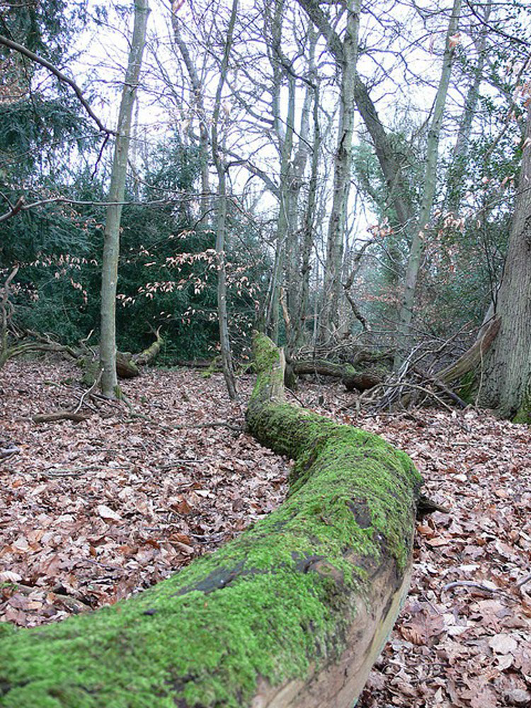 United Kingdom England South, Box Hill, Woods, Box Hill, Walkopedia