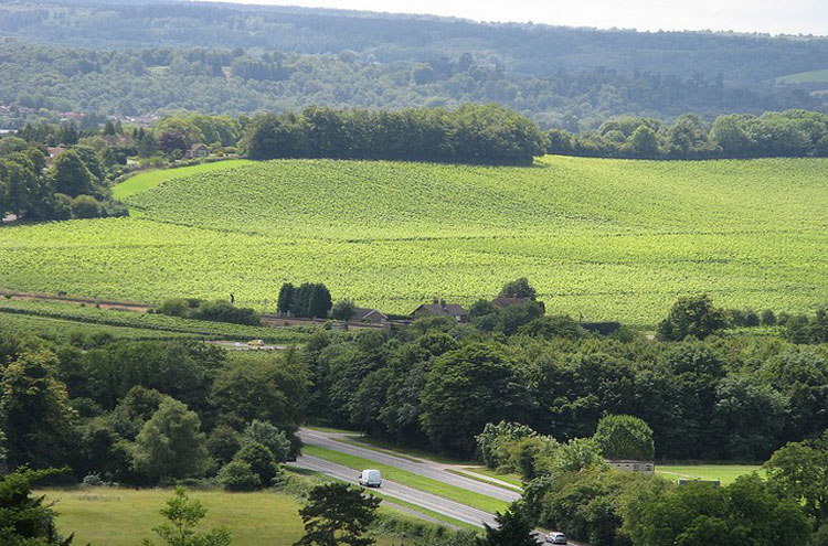 United Kingdom England South, Box Hill, Box Hill view, Walkopedia