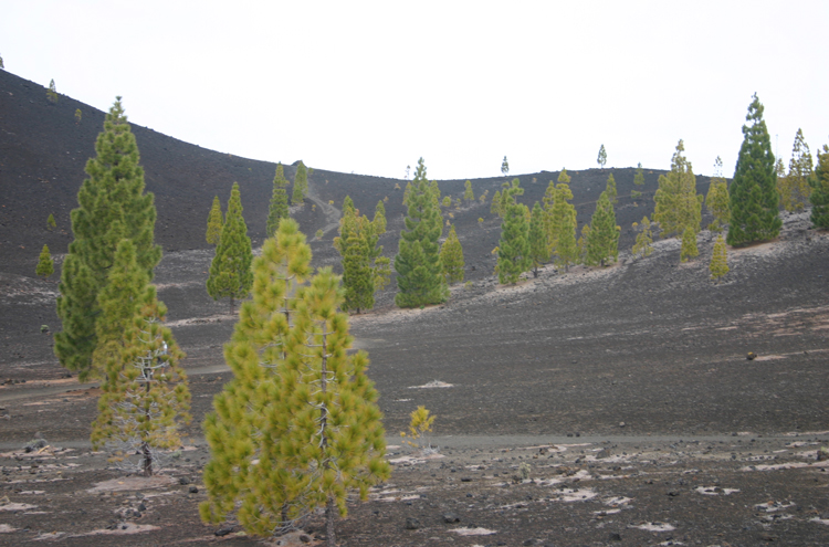 Spain Canary Islands: Tenerife, Samara, , Walkopedia