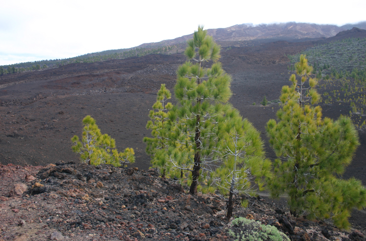 Spain Canary Islands: Tenerife, Samara, , Walkopedia