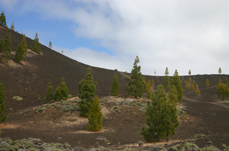 Spain Canary Islands: Tenerife, Samara, , Walkopedia