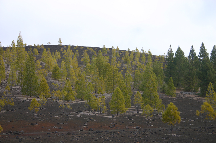 Spain Canary Islands: Tenerife, Samara, , Walkopedia