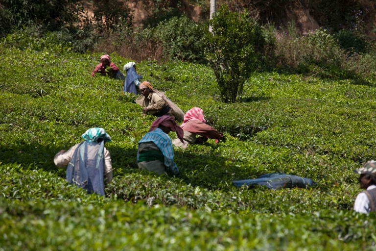 India, Western Ghats, , Walkopedia