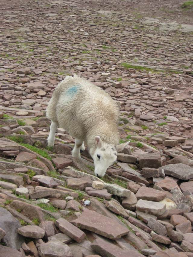 United Kingdom Wales Snowdonia, Mount Snowdon, Snowdon sheep, Walkopedia