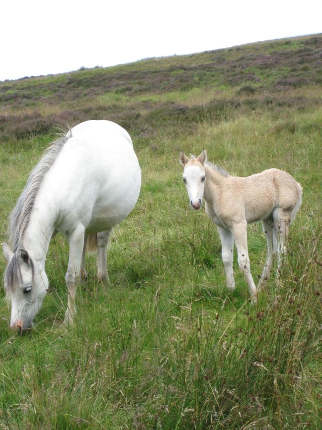 United Kingdom Wales Snowdonia, Mount Snowdon, Snowdon - Ponies on the trail, Walkopedia