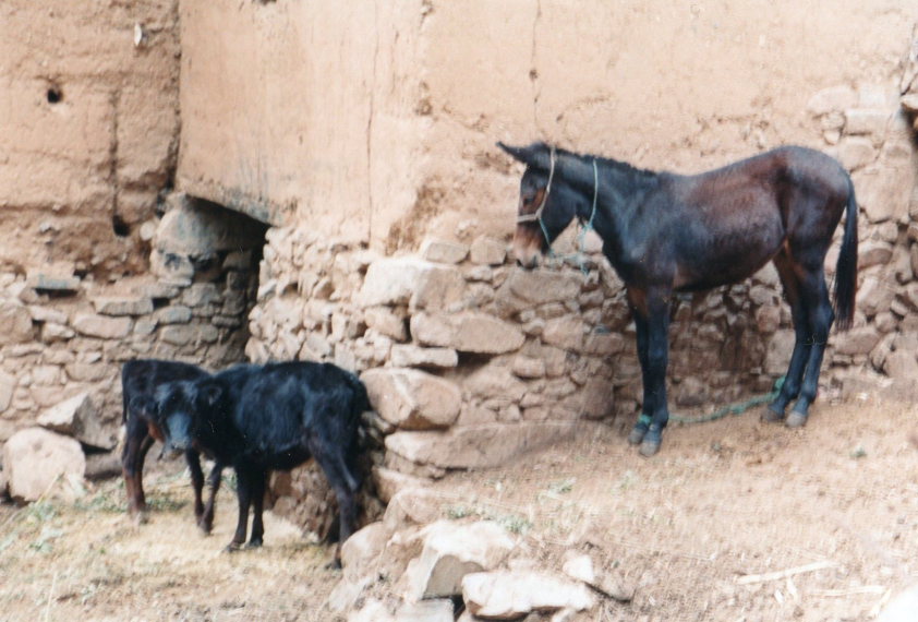 Morocco High Atlas, Jebel Toubkal Circuit, , Walkopedia