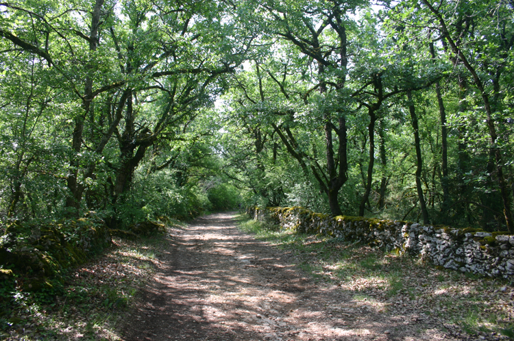 Farmland reverted to forest - © William Mackesy Conques to Cahors: Farmland reverted to forest - © William Mackesy