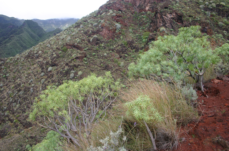 Spain Canary Islands: Tenerife, Anaga Peninsula, , Walkopedia