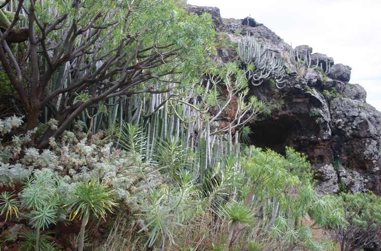 Spain Canary Islands: Tenerife, Anaga Peninsula, , Walkopedia