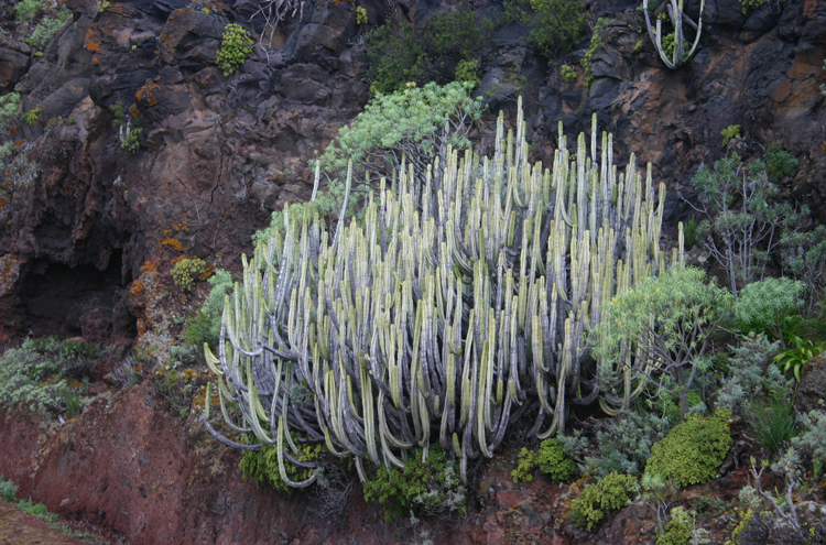 Spain Canary Islands: Tenerife, Anaga Peninsula, , Walkopedia