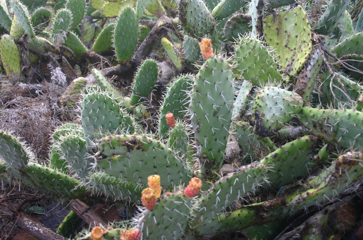 Spain Canary Islands: Tenerife, Anaga Peninsula, , Walkopedia