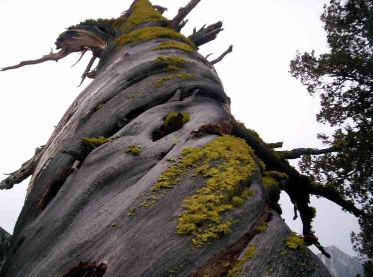 USA California, John Muir Trail, John Muir Trail, Walkopedia