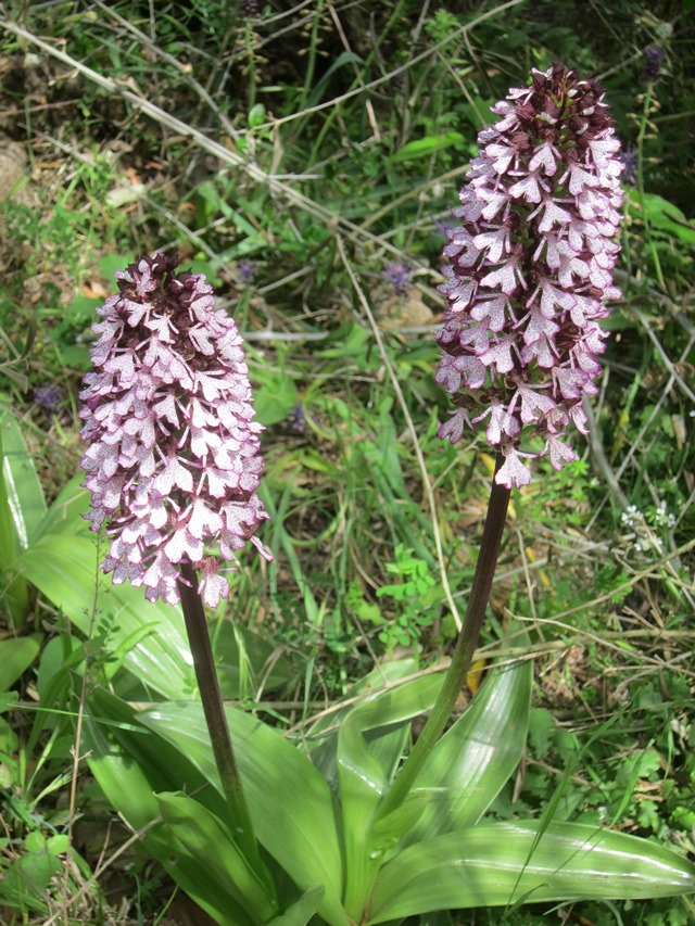 Italy, Via Francigena, Tuscany - Orchids, Walkopedia