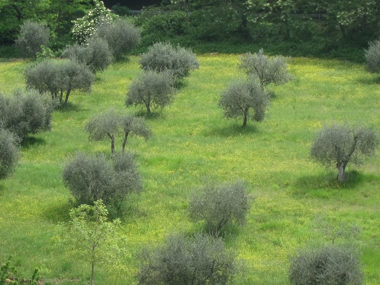 Italy, Via Francigena, Tuscany - Olive tree pattern , Walkopedia