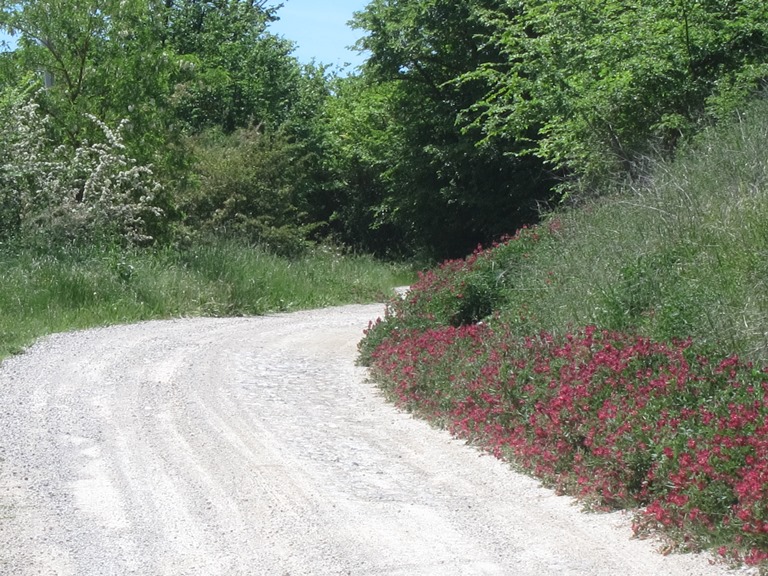 Italy, Via Francigena, Tuscany -  Trackside flowers, Walkopedia