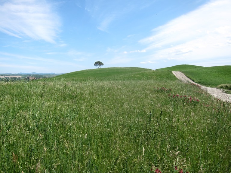 Italy, Via Francigena, Tuscany -  More ridgeway , Walkopedia