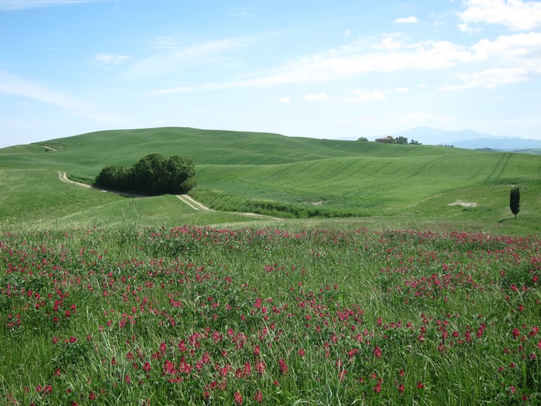 Italy, Via Francigena, Tuscany - Ridgeway , Walkopedia