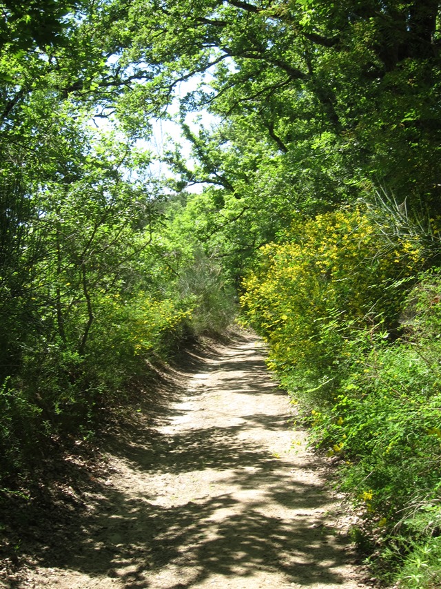 Italy, Via Francigena, Tuscany -  Lane , Walkopedia