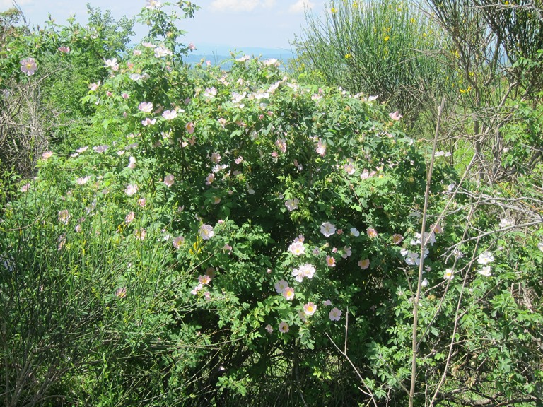 Italy, Via Francigena, Tuscany -  Rosebush , Walkopedia