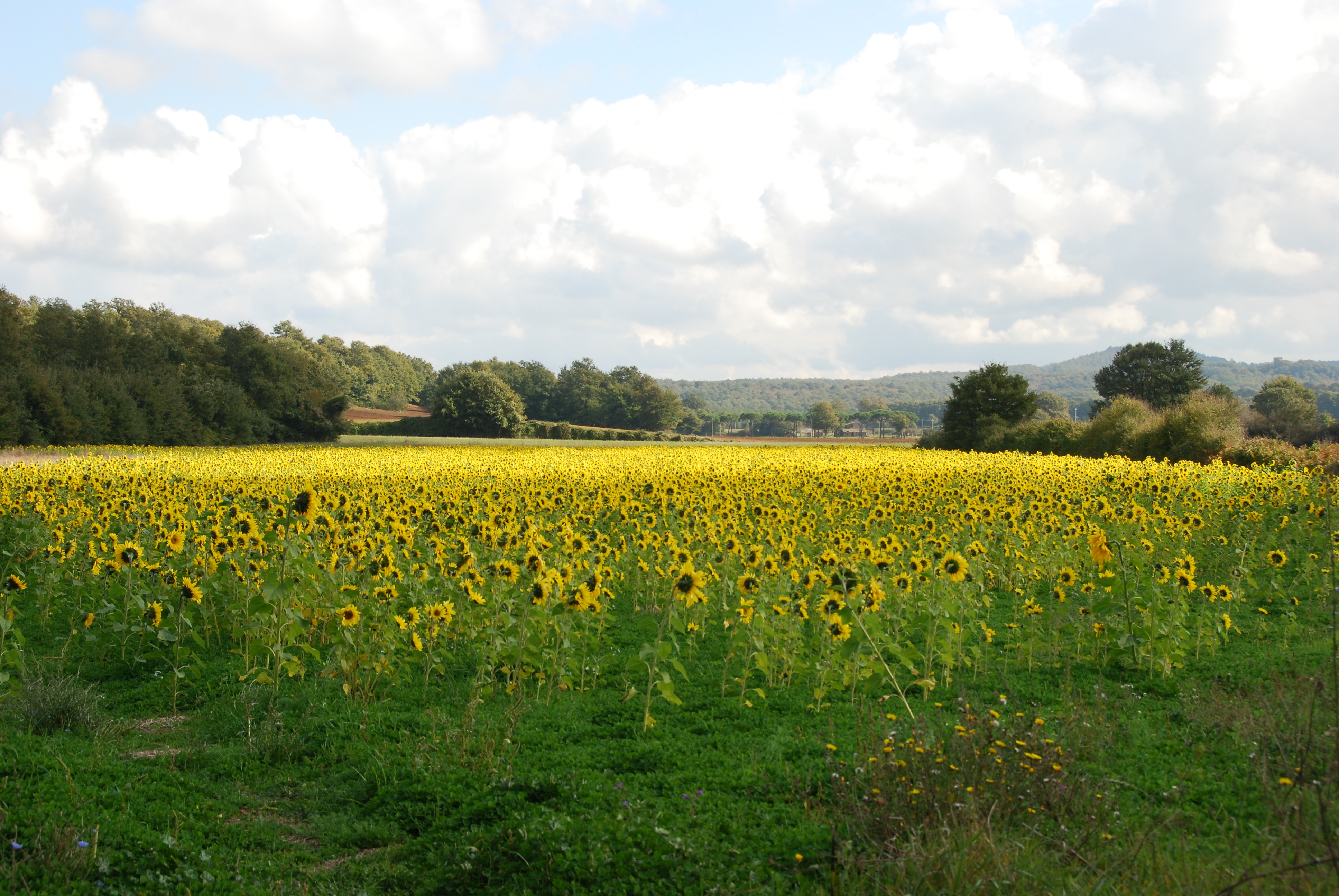 Italy, Via Francigena, Via Francigena - A field of Sunflowers, walking to Bolsena, Walkopedia