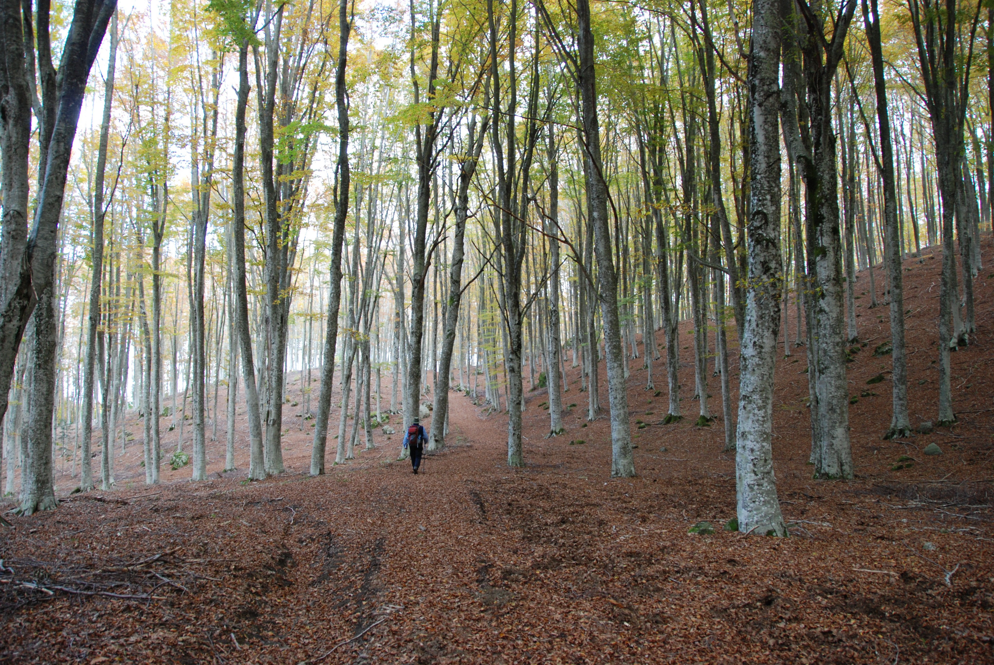 Italy, Via Francigena, Via Francigena - Crossing Mount Amiata, Walkopedia