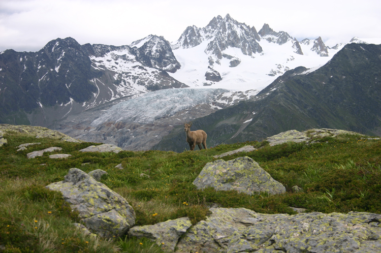 Lac Blanc and Southern Aiguilles Rouges Traverses: Ibex above Grand Balcon Sud - © William Mackesy