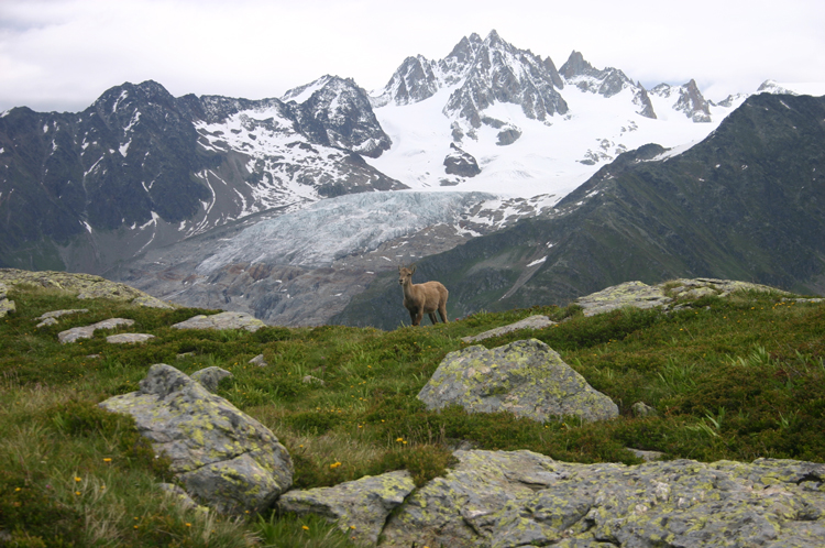 France Alps Aiguilles Rouges, Lac Blanc and Southern Aiguilles Rouges Traverses, Ibex above Grand Balcon Sud, Walkopedia