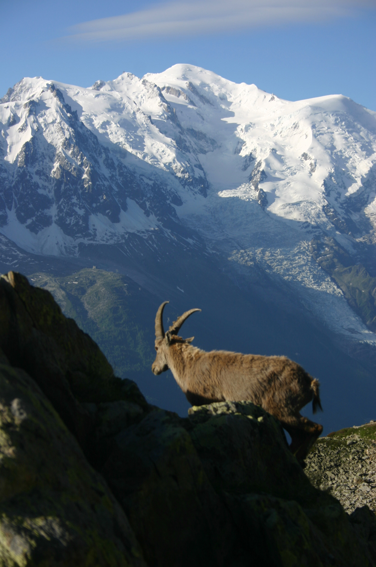 France Alps Aiguilles Rouges, Lac Blanc and Southern Aiguilles Rouges Traverses, Mt Blanc with Ibex, Walkopedia