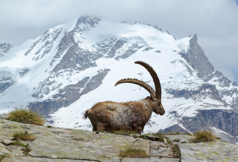 Italy Alps: Gran Paradiso, Alta Via 2 (Gran Paradiso), The rock goat and the Gran Paradiso , Walkopedia