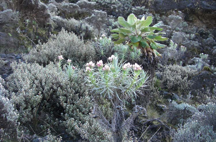 Tanzania Mount Kilimanjaro, Trekking Kilimanjaro , , Walkopedia