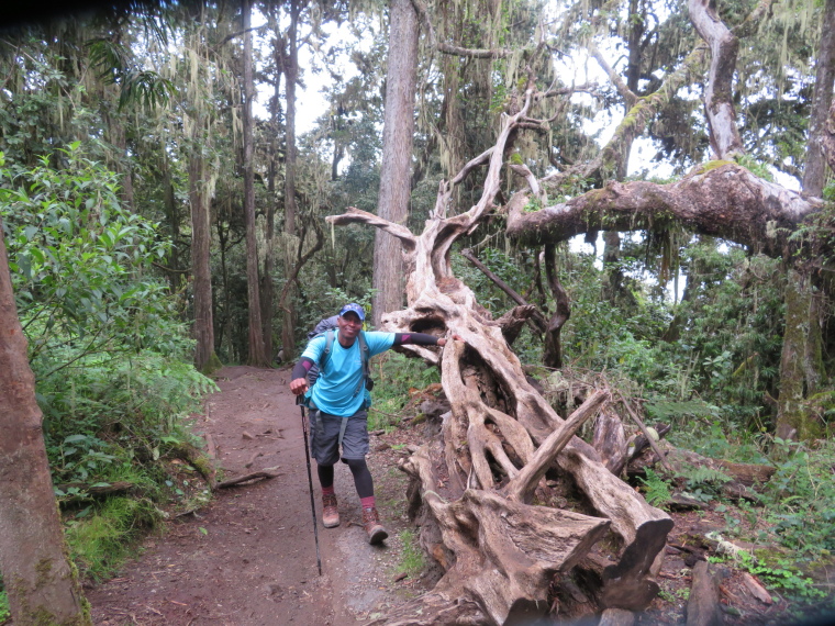 Tanzania Mount Kilimanjaro, Trekking Kilimanjaro , Cloud forest, below Mweka Huts, Walkopedia