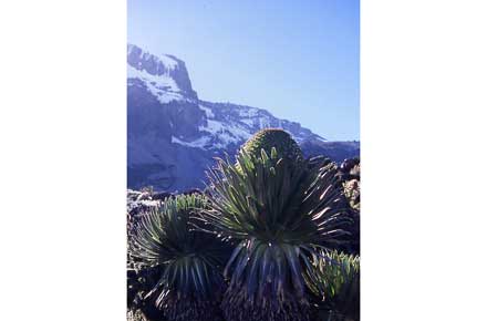 Tanzania Mount Kilimanjaro, Trekking Kilimanjaro , Giant Lobelia, Walkopedia
