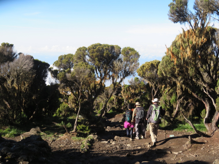 Tanzania Mount Kilimanjaro, Trekking Kilimanjaro , Giant heather, below Millennium camp, Walkopedia