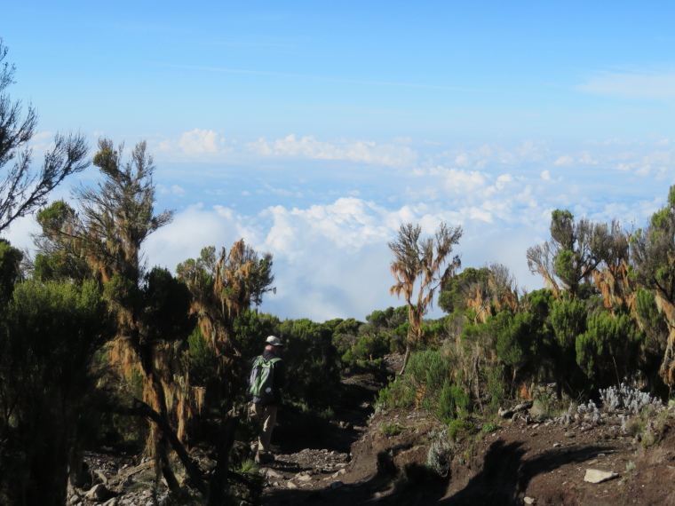 Tanzania Mount Kilimanjaro, Trekking Kilimanjaro , Giant heather, below Millennium camp 2, Walkopedia