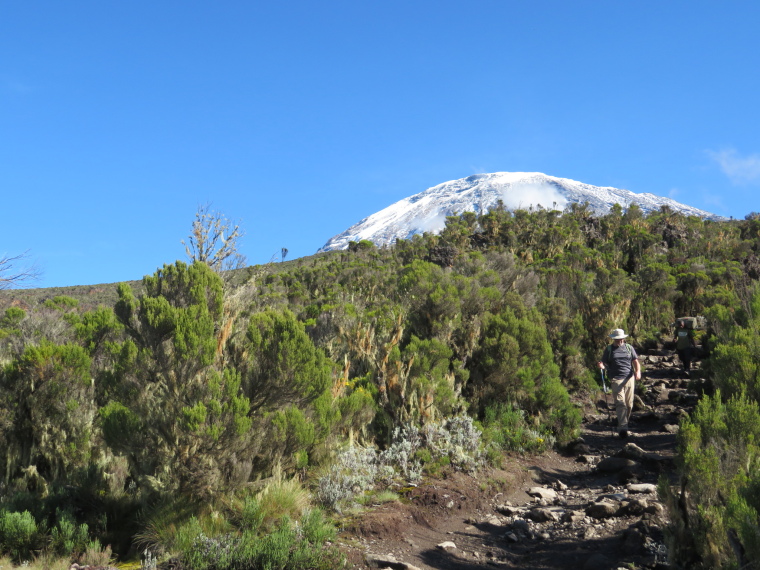 Tanzania Mount Kilimanjaro, Trekking Kilimanjaro , Giant heather, below Millennium camp, Walkopedia