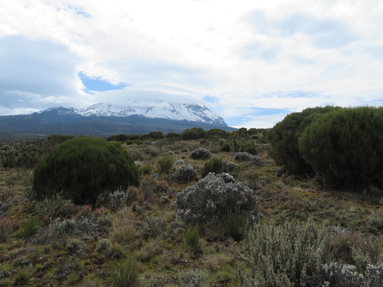 Tanzania Mount Kilimanjaro, Trekking Kilimanjaro , Kibo from foot of Shira Cathedral, Walkopedia