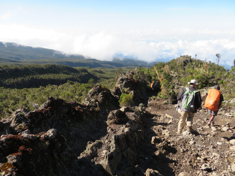 Tanzania Mount Kilimanjaro, Trekking Kilimanjaro , Lava sill, giant heather, below Millennium camp, Walkopedia