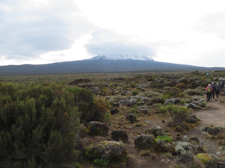 Tanzania Mount Kilimanjaro, Trekking Kilimanjaro , Lemosho Route, Day 3, Shira Plateau, Walkopedia