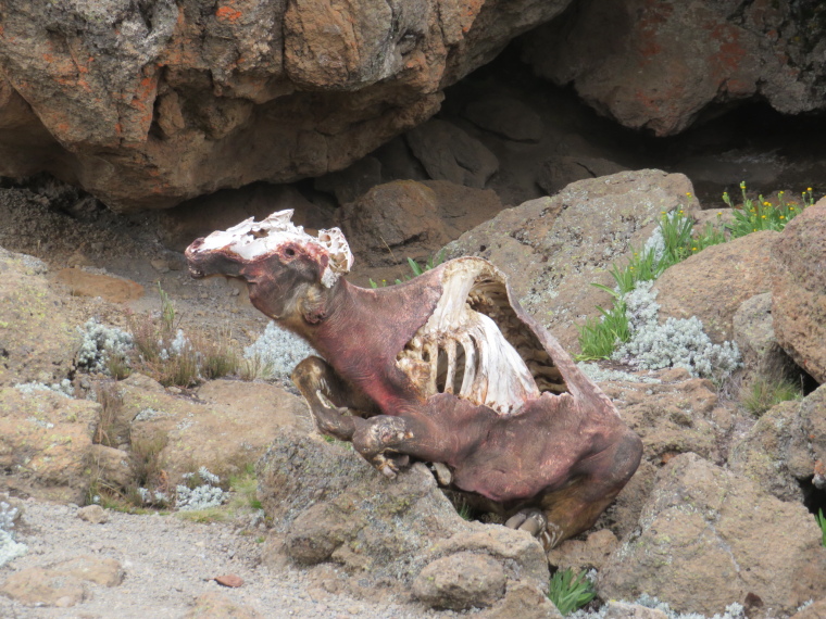 Tanzania Mount Kilimanjaro, Trekking Kilimanjaro , Weird dried carcass, above 3rd Cave camp, Walkopedia