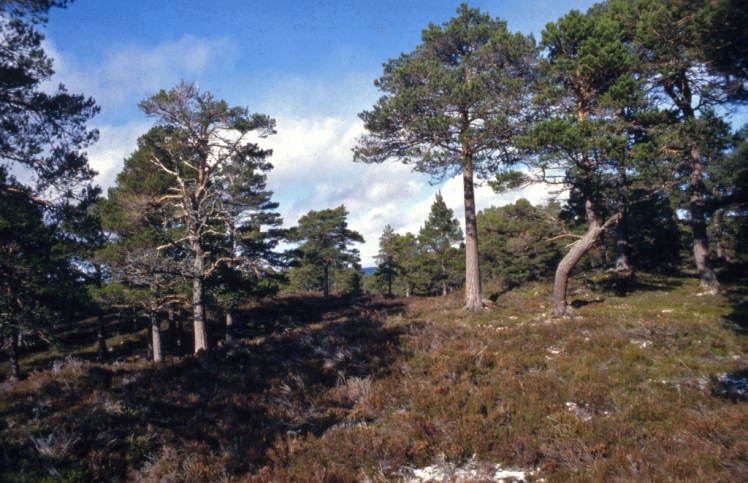 United Kingdom Scotland Cairngorms, The Cairngorms, , Walkopedia