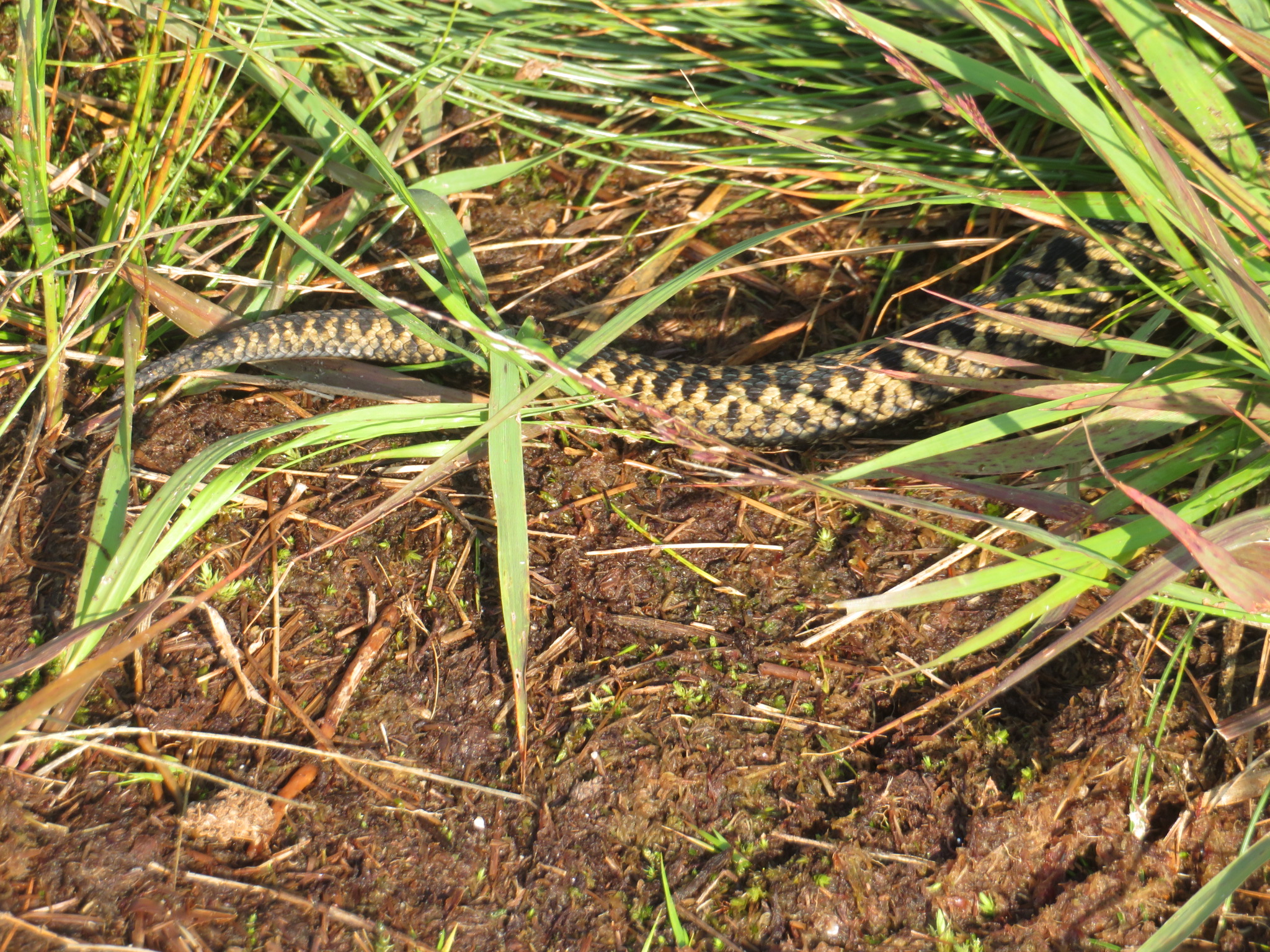 United Kingdom Scotland Cairngorms, The Cairngorms, Adder I almost trod on, upper Glen Lui, Walkopedia