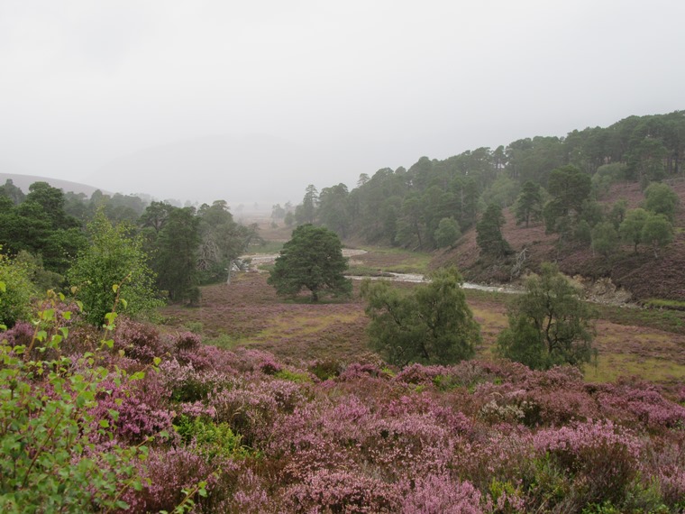 United Kingdom Scotland Cairngorms, The Cairngorms, Lower Glen Quoich, gorgeous even on a heavy day, Walkopedia