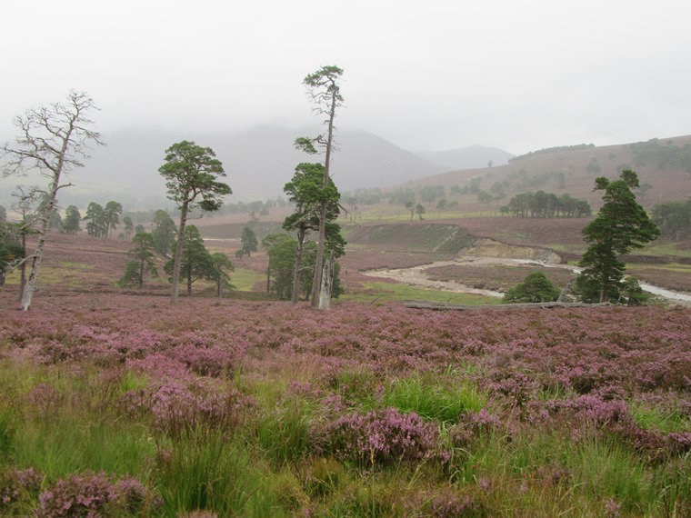 United Kingdom Scotland Cairngorms, The Cairngorms, Mid Glen Quoich, gorgeous even on a heavy day, Walkopedia