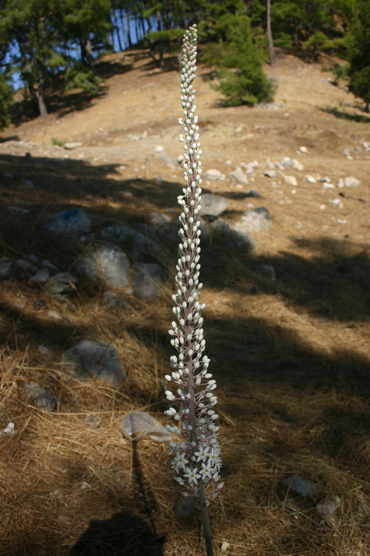 Turkey Mediterranean Lycia, Lycian Way, , Walkopedia