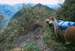 Bolivia, Cordillera Apolobamba Traverse (from Pelechuco), Lucky llamas, Walkopedia