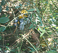 Bolivia, Cordillera Apolobamba Traverse (from Pelechuco), Overgrown path, Walkopedia