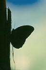 Bolivia, Cordillera Apolobamba Traverse (from Pelechuco), Butterfly, Walkopedia